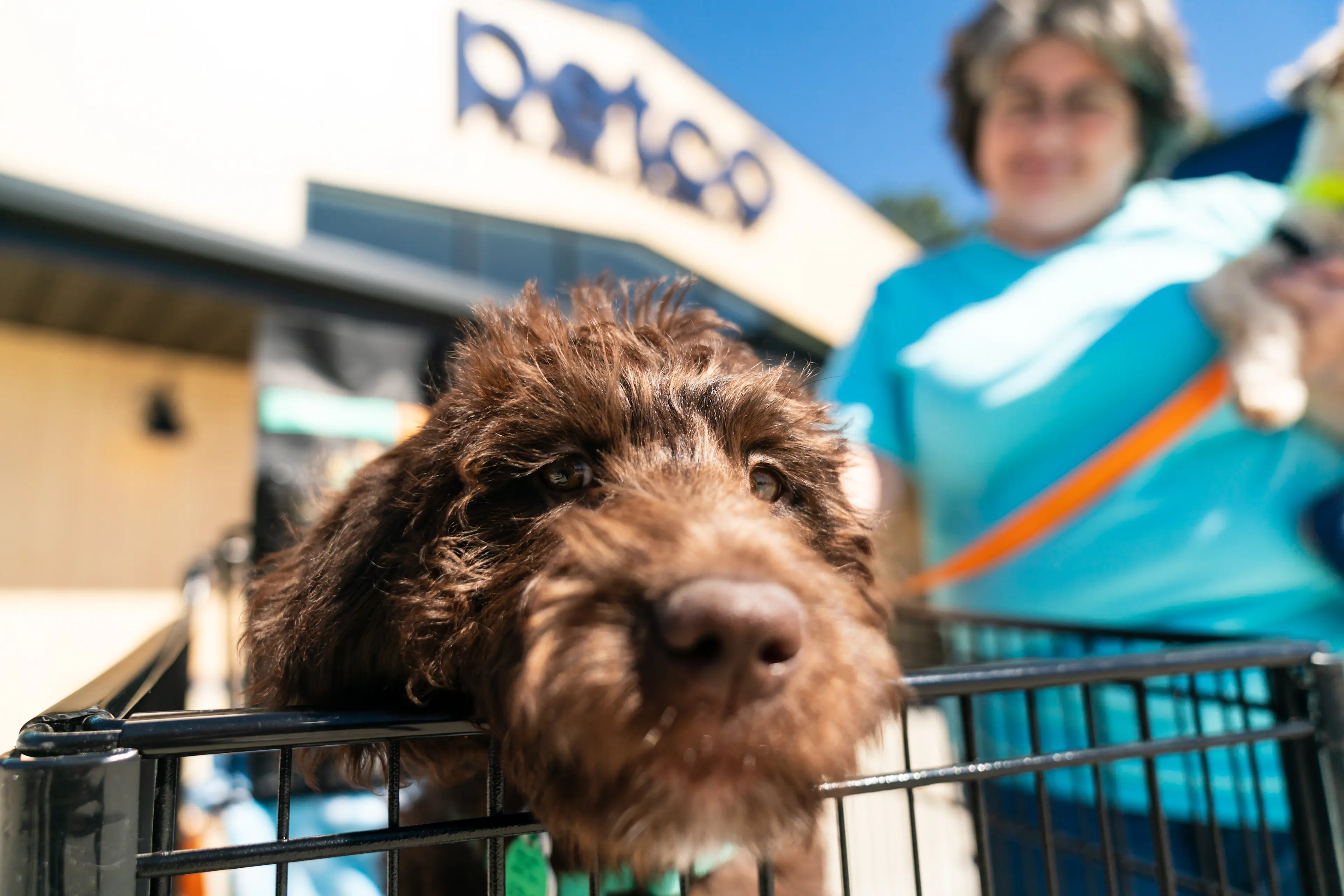 Image of Adopt at Petco