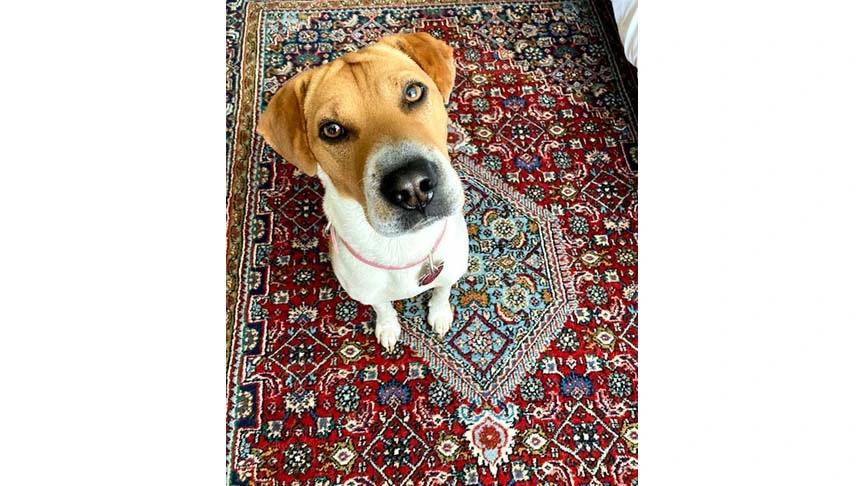 Image of Adopted Dog Shows Her Mom How To Choose Love in the Face of Hate