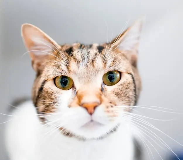 Cat's Face
