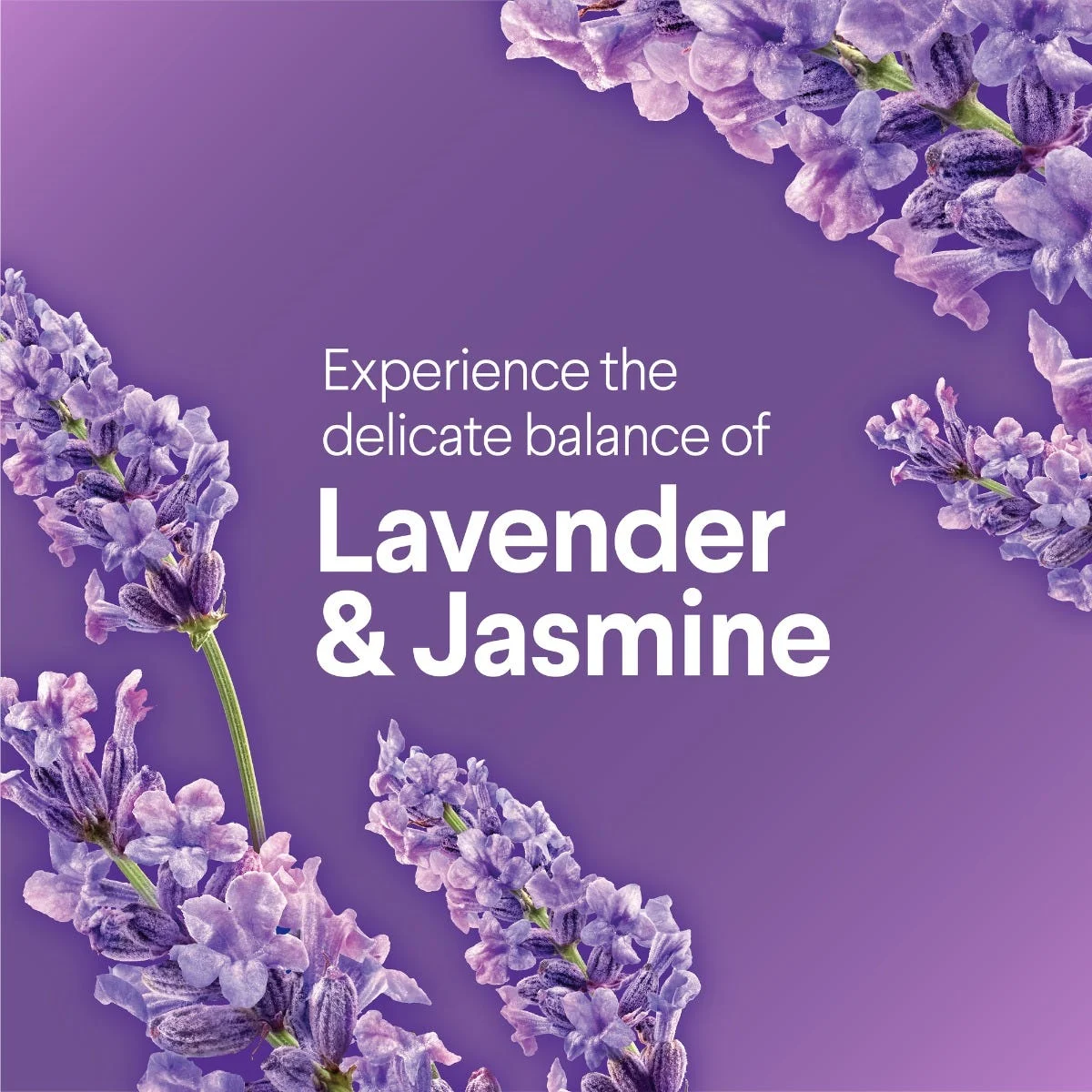 Texto sobre el aroma del producto en fuente blanca contra un fondo púrpura con flores de lavanda.