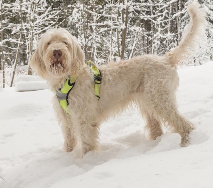 Picture of Italian Spinone