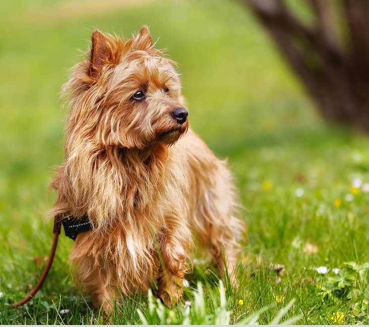Picture of Australian Terrier