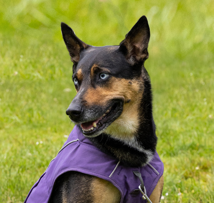 Picture of Shepsky