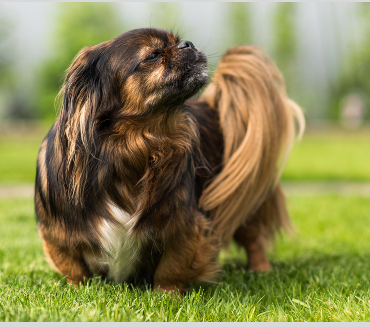Picture of Tibetan Spaniel