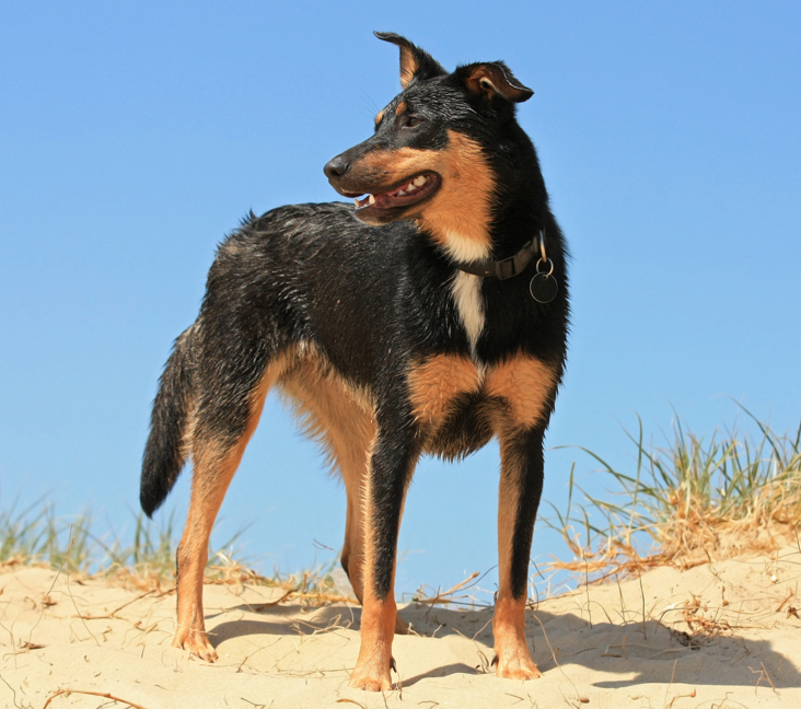 Picture of Australian Kelpie