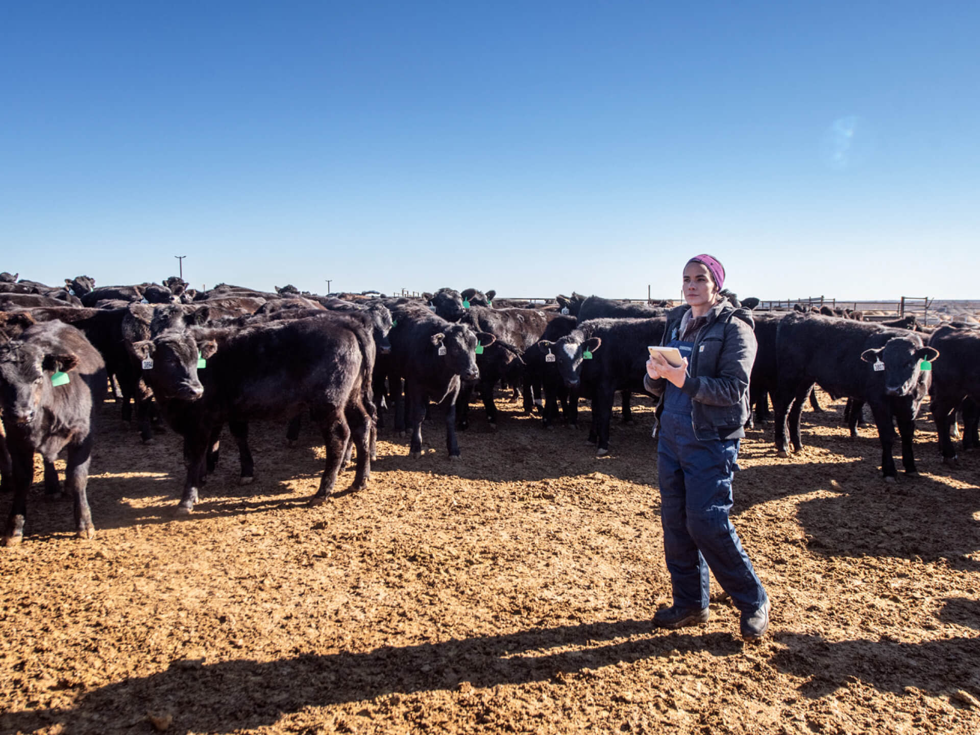 A woman stands in front of a herd of cattle grazing in a green pasture under a clear blue sky.