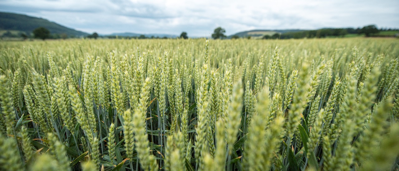 A field of golden wheat in the foreground, illustrating crop management software for farmers.