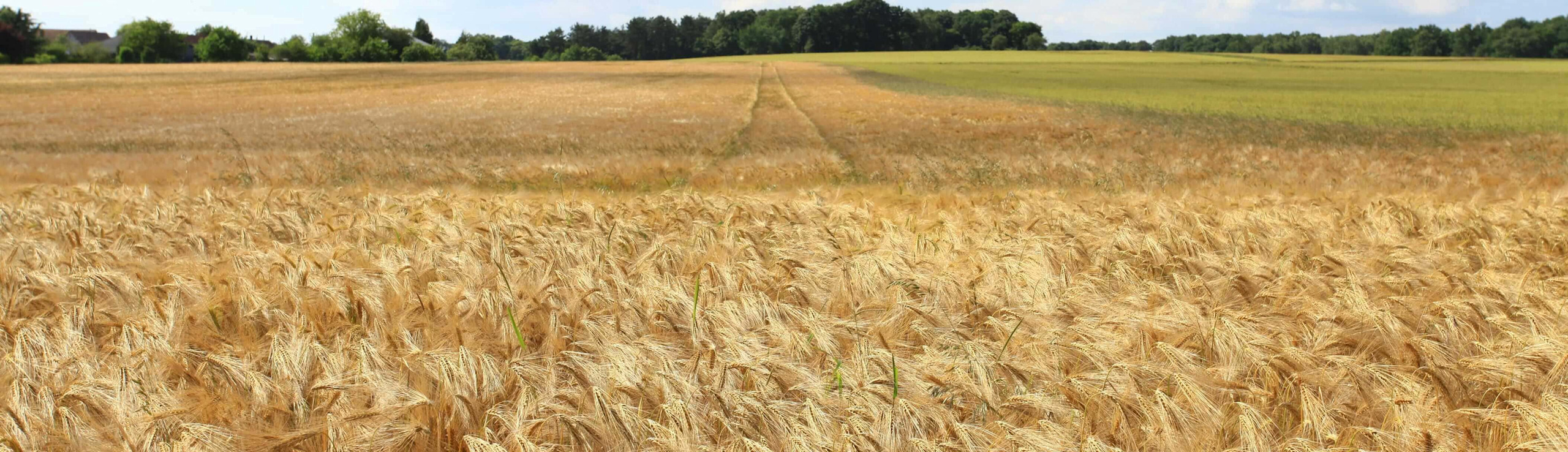 A field of wheat sways gently in the breeze, symbolizing agribusiness and agricultural software